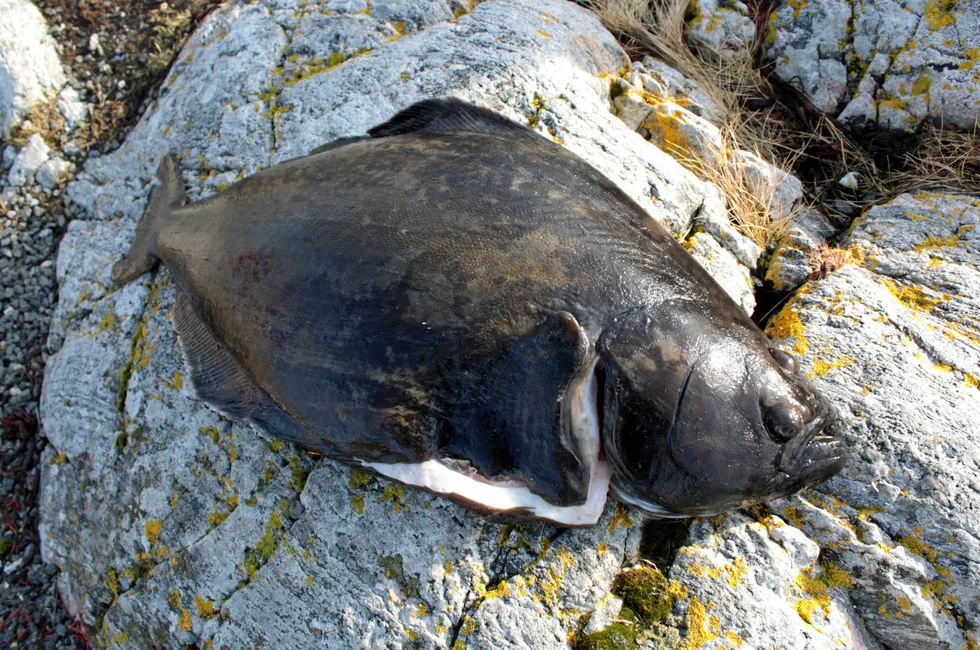 Nordic Halibut saw price increases across the board for its fish in the second quarter of the year.