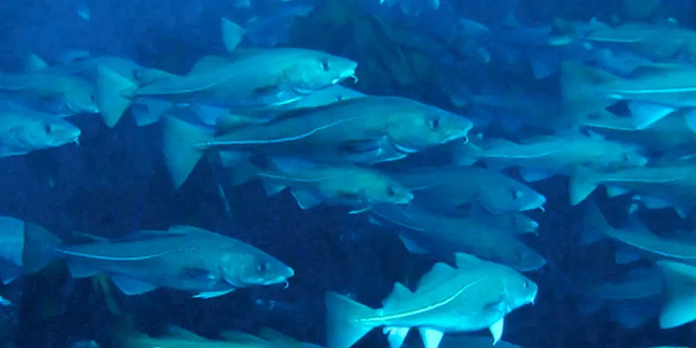 Norwegian cod farmer Norcod is aiming for production of 25,000 metric tons of farmed cod by 2025.