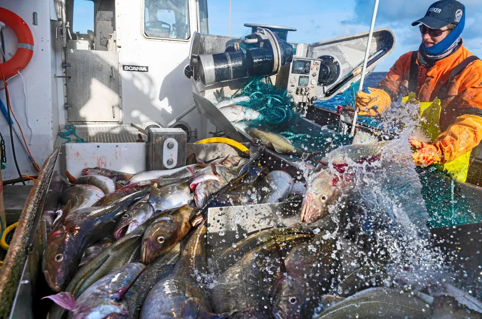 The current high prices are driven by tight supply of Atlantic cod, the result of sizeable quota reductions and strong demand from European markets.