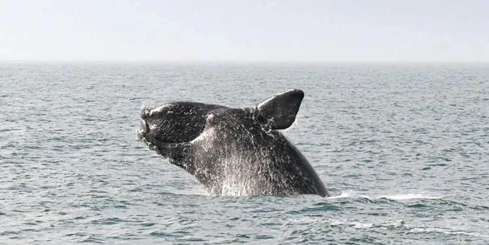 Critically endangered North Atlantic right whale breaches