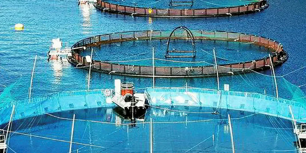 Salmon sludge from closed plants powers lettuce production. Cermaq farm.