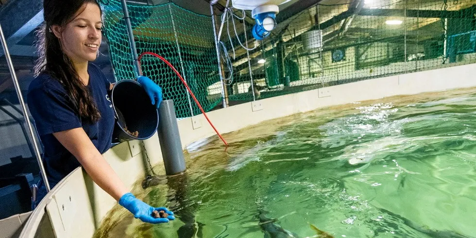 Raising kingfish in Maine is an example of one land-based farming operation that seems to be having success.