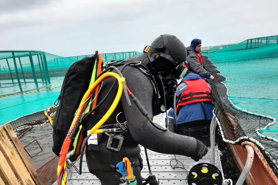 Despite improvements, the Chilean salmon farming industry's record on diver safety has come under scrutiny in recent years.
