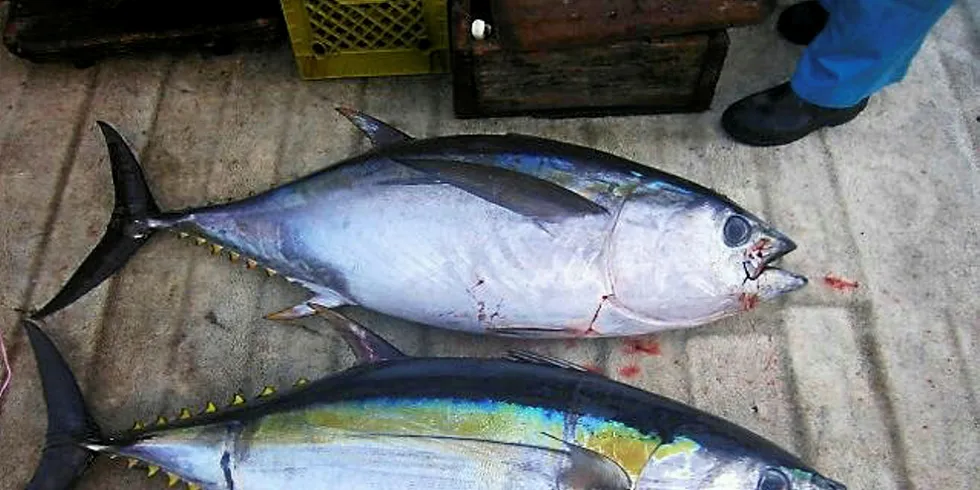Atlantic bigeye tuna is overfished, according to Pew.