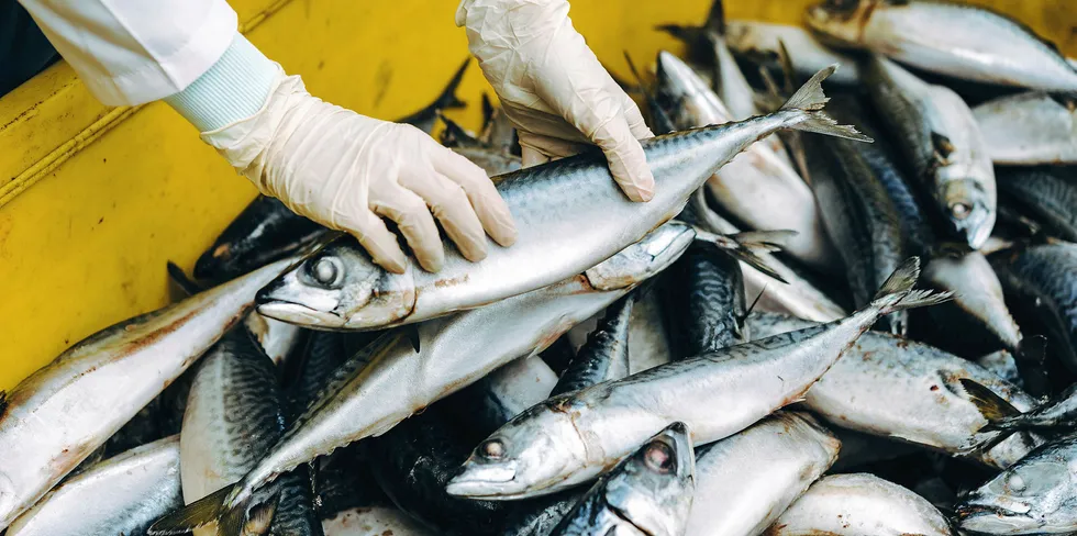 In Asia, the mackerel pinbone is removed manually.