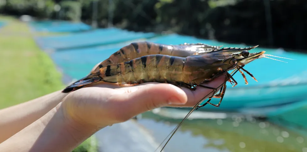 Seafarms announced it successfully produced the fourth generation of black tiger shrimp that continue to test negative to specific pathogens.