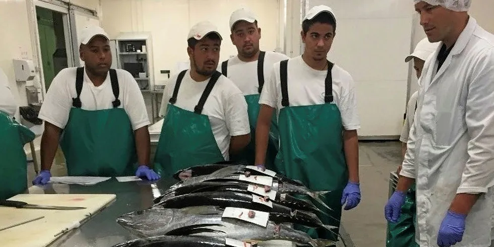 TunaSolutions guide the St Helena Fisheries Corporation through a tuna grading workshop © IPNLF.