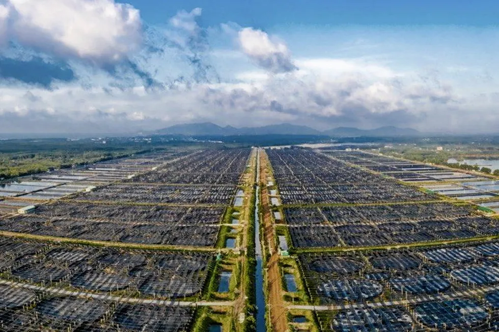 Minh Phu Seafood's Loc An intensive shrimp farms in southern Vietnam.