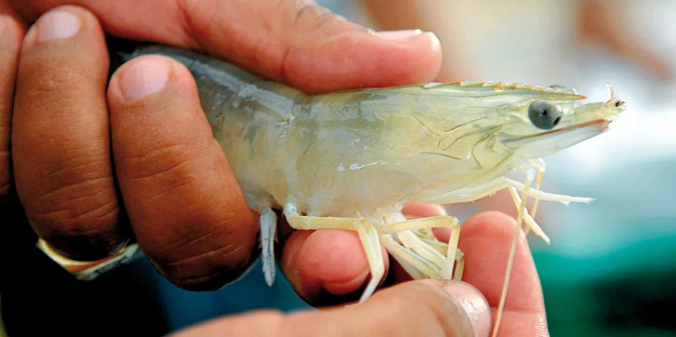 Ecuador's booming shrimp industry is prompting aquaculture feed group Nicovita to invest more into its operations in the country.