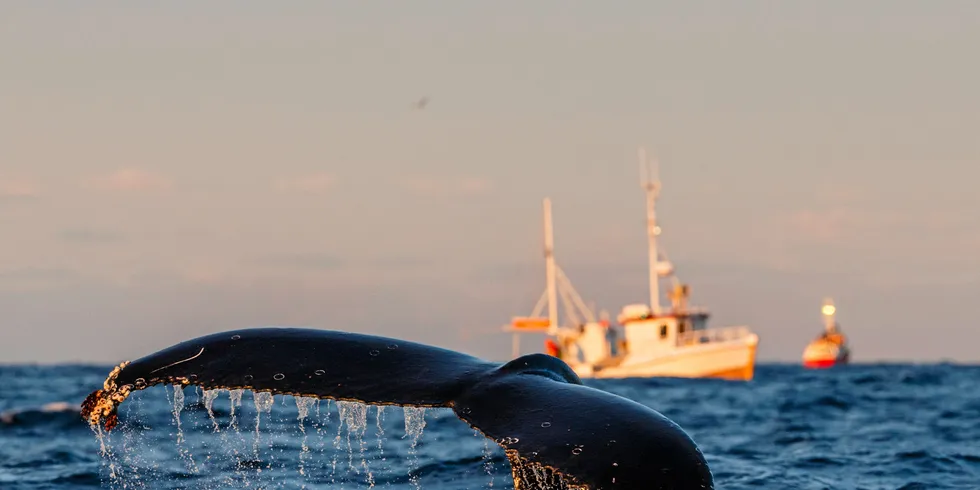 Humpback whale (Megaptera novaeangliae) fluke with fishing boats in background