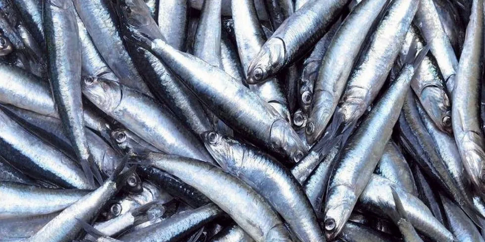 Austral was boosted by higher anchovy catches, sales in the second quarter.
