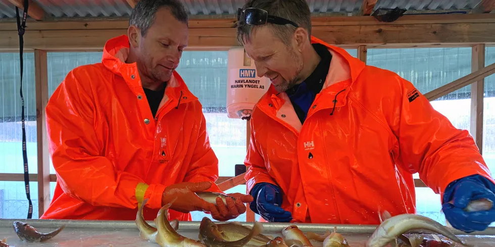 Cod farming is on a comeback -- at least Kent Hopland (left) and Managing Director Halvard Hovland of Martin Yngel think so. Here the two are examining 500-gram smolt.