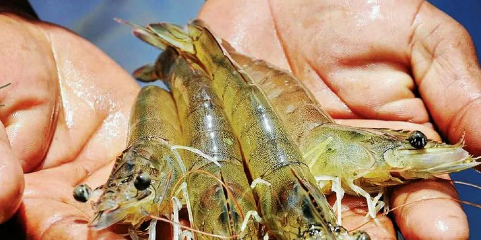 Vannamei India. Indian shrimp.