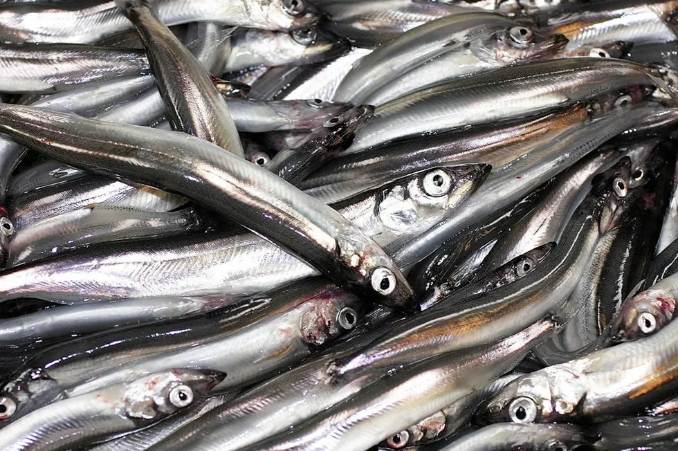 It is the first time since 2021 that scientists have advised against any capelin fishing.