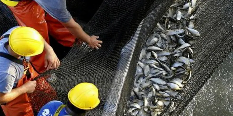 Menhaden fishing in Virginia will see further restrictions that will impact Cooke-owned Omega Protein.