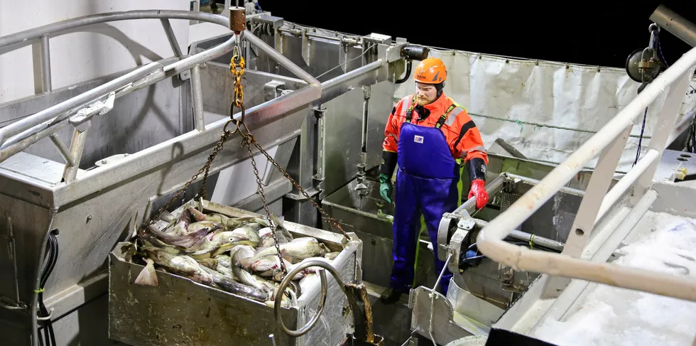 Cod prices will rise, but not enough to make up for the reduction in quotas, says a seafood analyst. Here is the Lofoten boat "Noregg" delivering skrei on Sto in Vesteralen this winter.