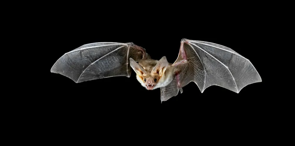 Pallid bat in flight.