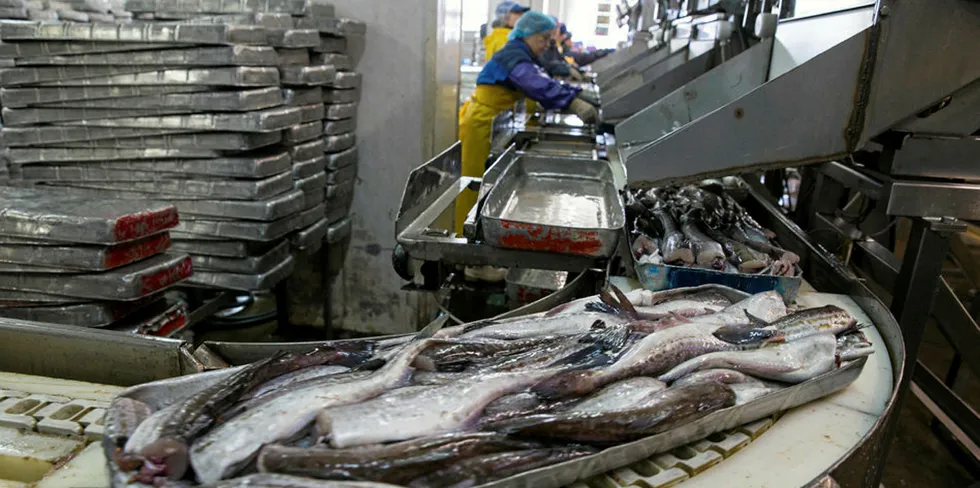 Russia is among the largest exporters of whitefish to China.