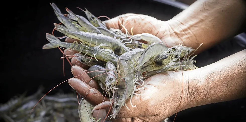 Honduran producers posted a good year in 2020 despite significant challenges.