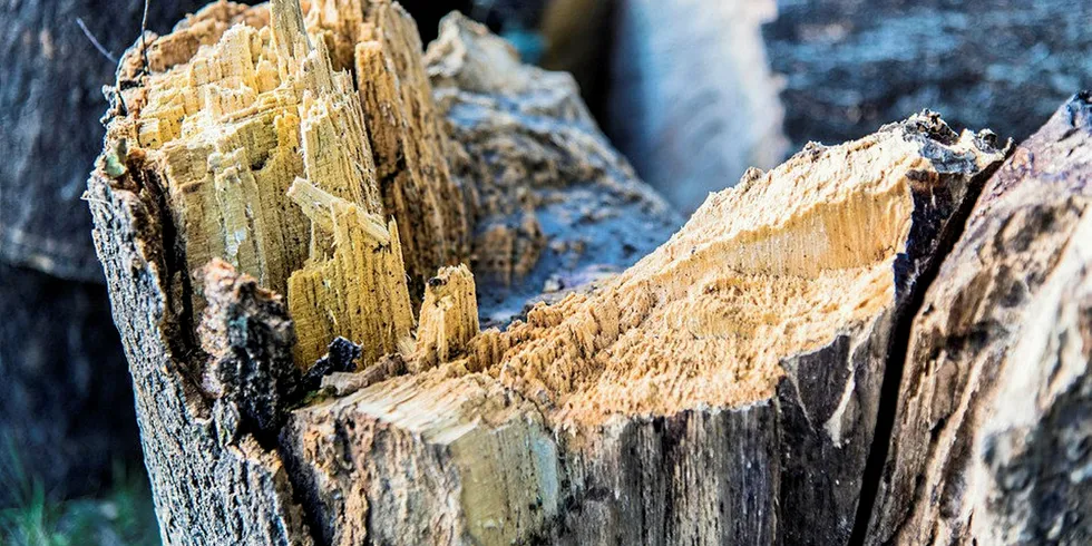 Wood stump.