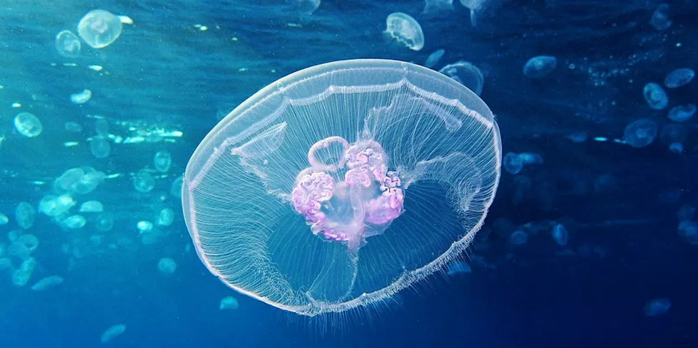 Pretty, but deadly. Jellyfish attacks have been among the challenges facing the Scottish salmon farming industry.