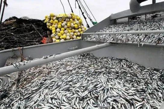 Peru's anchovy quota for the first season is 21 percent higher than a year earlier.