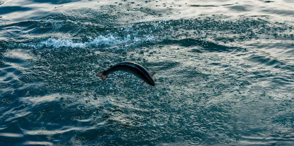 Farmed salmon prices continue to weaken.