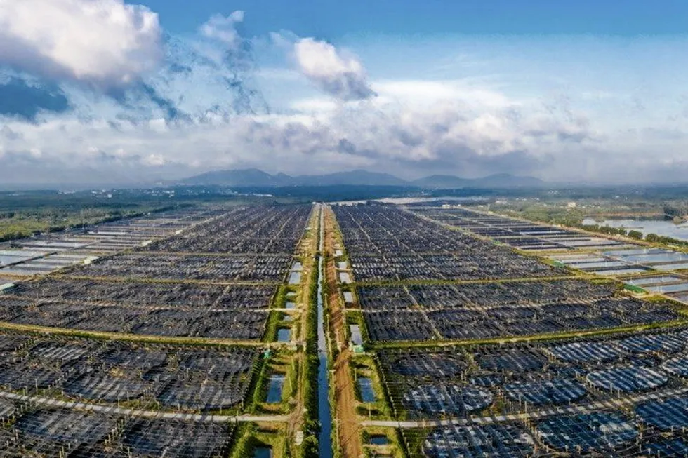 Minh Phu shrimp farms.