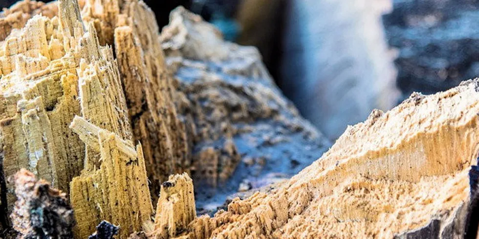 SylPro can replace fishmeal or plant-based proteins for Atlantic salmon and deliver the same results at up to a 20 percent inclusion level, according to trials.