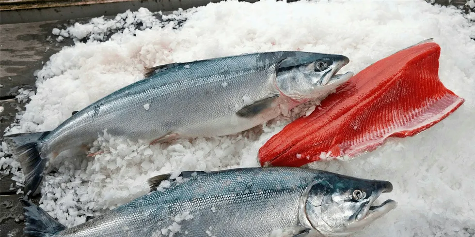 Sockeyes are in short supply causing prices to soar.