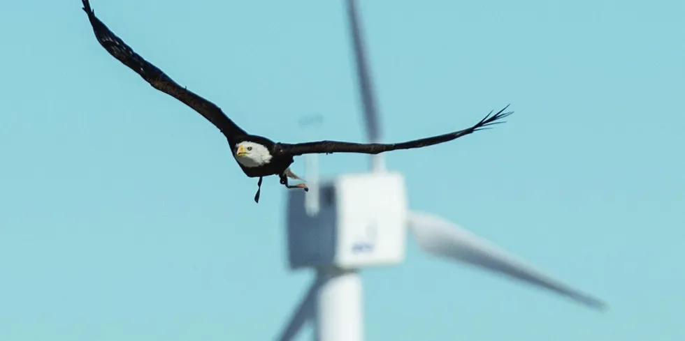 Bird collisions are an issue for the industry.