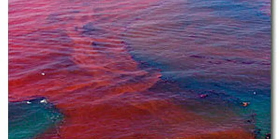 Algal blooms also known as red tides have decimated salmon production in the past.