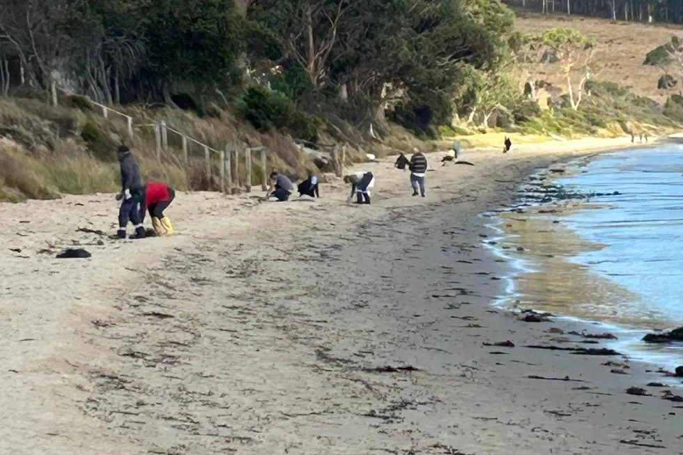 Workers from the salmon industry clean chunks of fish oil from a Tasmanian beach. While the companies have been unable to pinpoint the source of the material, anti-salmon farming campaigners have broadly connected it to the industry.