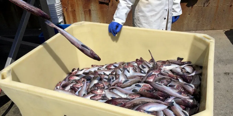 Alaska pollock producers say the labor market is tight for finding workers for processing facilities.