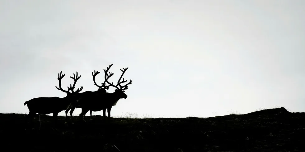 The UN asked for the impact on reindeer to be studied.