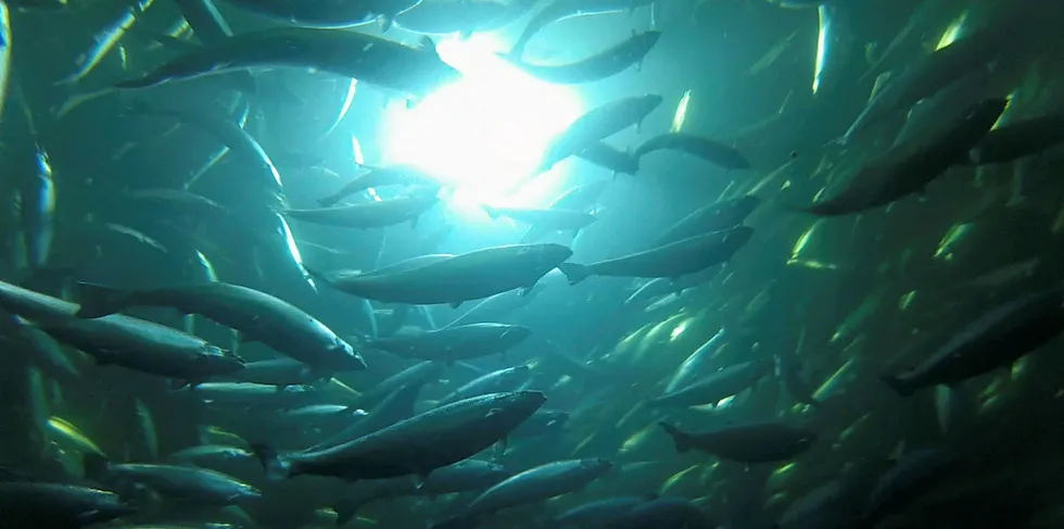 Infectious Salmon Anemia (ISA) has been suspected at another Norwegian salmon farming site.