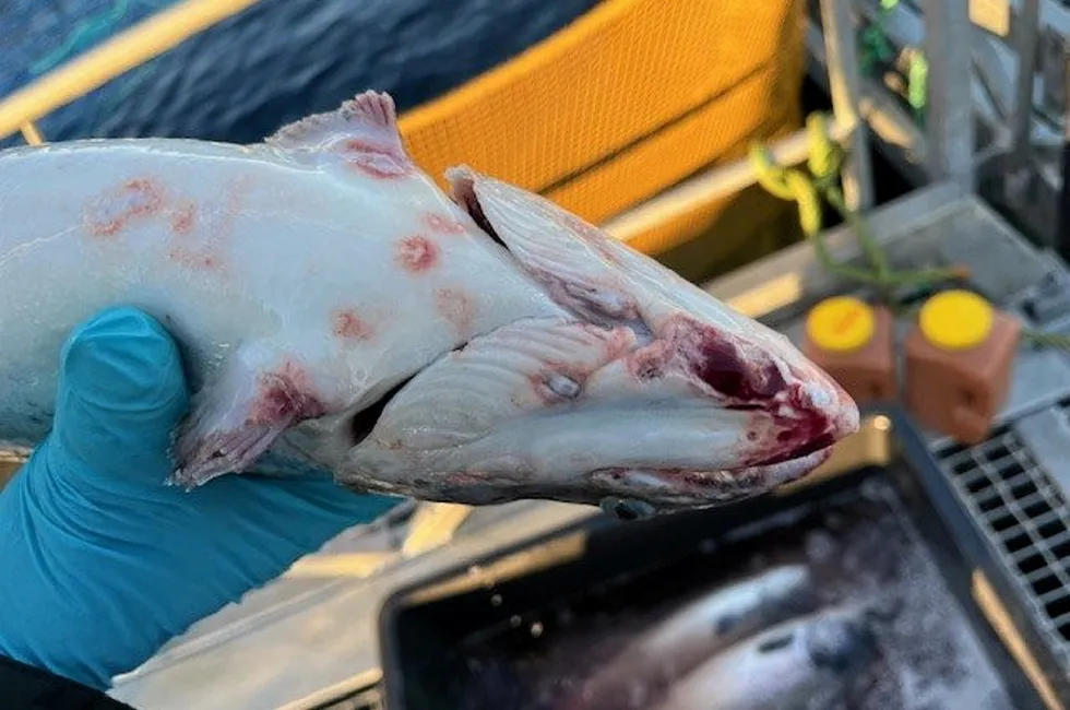 Attacks by string jellyfish are on the rise again in Norway, threatening a repeat of the damage inflicted on farmed salmon a year ago.