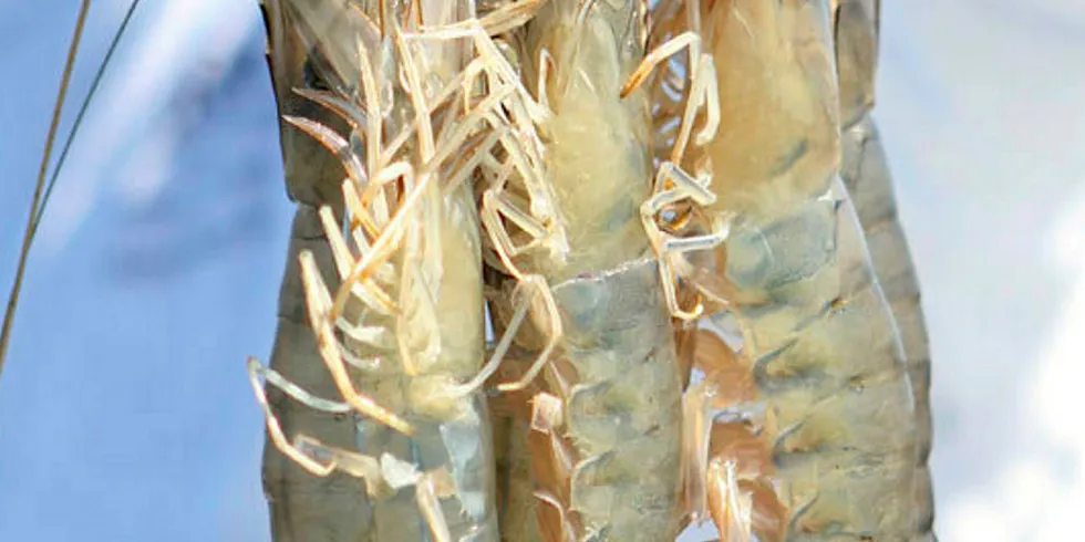 The North American shrimp industry has a reputation to protect.