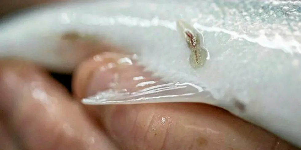 The project aims to understand how sea lice is spread via ocean currents.