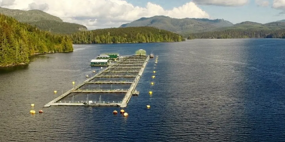 The salmon cultivated at Monday Rock are projected to be market-ready by the second quarter of 2024.