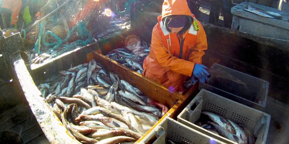 Should a higher quota be adopted, it would add to the expected slight global increase in overall pollock availability next year.