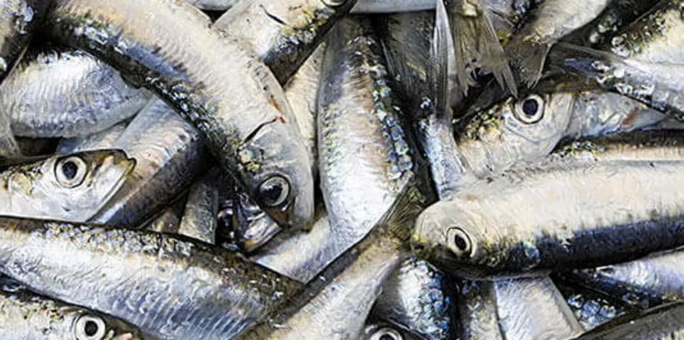 A succesful season for anchovy catchers.