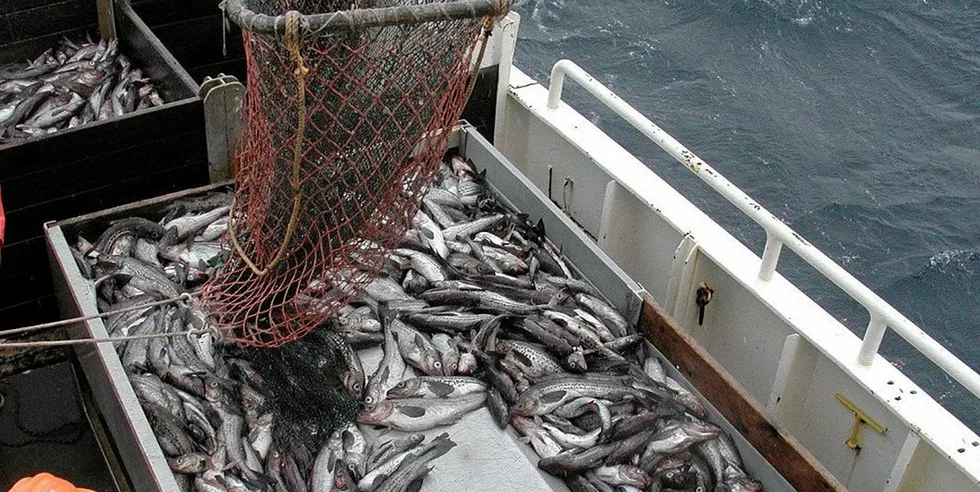 Fish are small this B season.