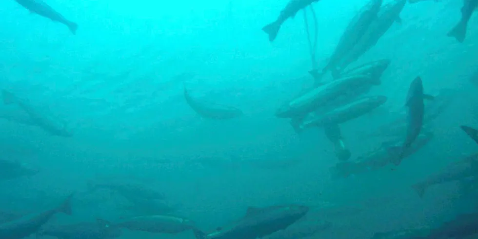 underwater salmon in cage_ Cooke farm aquaculture salmon Canada.