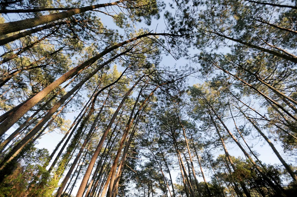 Reach for the sky: Chevron New Energies will fund the planting of an expected 1.7 million seedlings