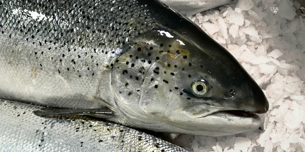 Spot prices for farmed Norwegian salmon bumped up in week 51.
