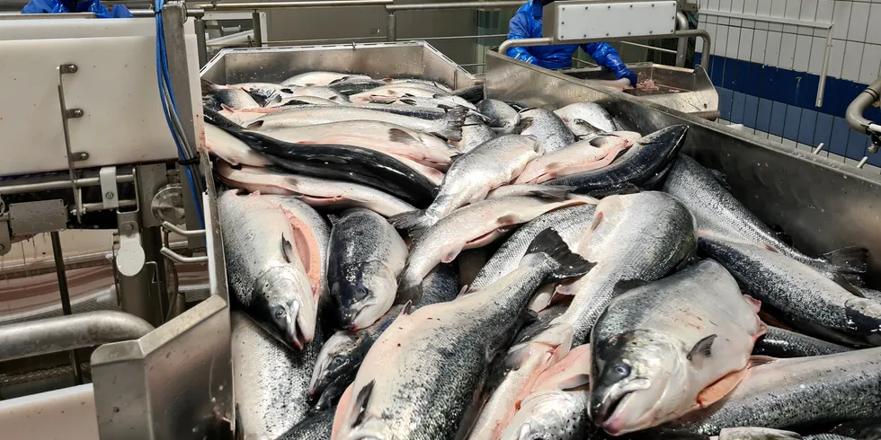 There is a particularly strong demand from the HORECA market in Europe for Norwegian salmon.