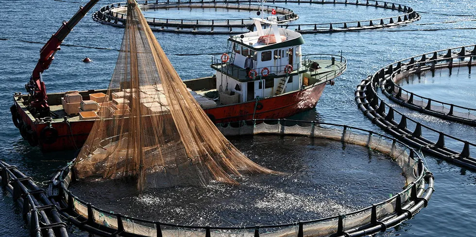 A Kilic seabream farm in Turkey.