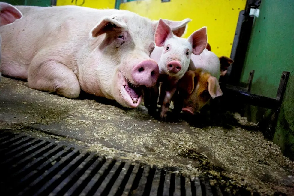 The carbon footprint for land-based proteins is dismal.