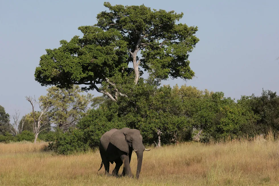 Botswana: Strata-X has submitted its environmental management plan for its upcoming appraisal campaign at the Serowe CBM project